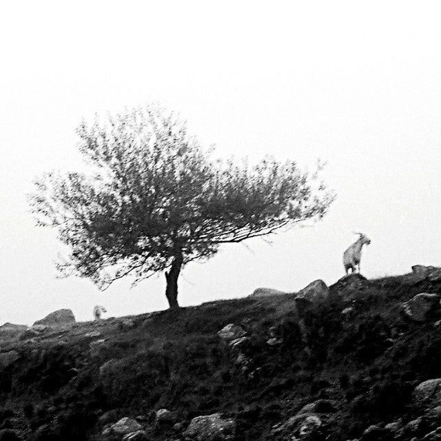 SAURON - EL ÚLTIMO ÁRBOL SOBRE LA TIERRA (CD)